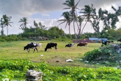 Cattle South Island