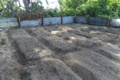 onions-plantation