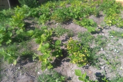 plantation
